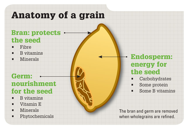 Anatomy-of-a-Grain.ashx_